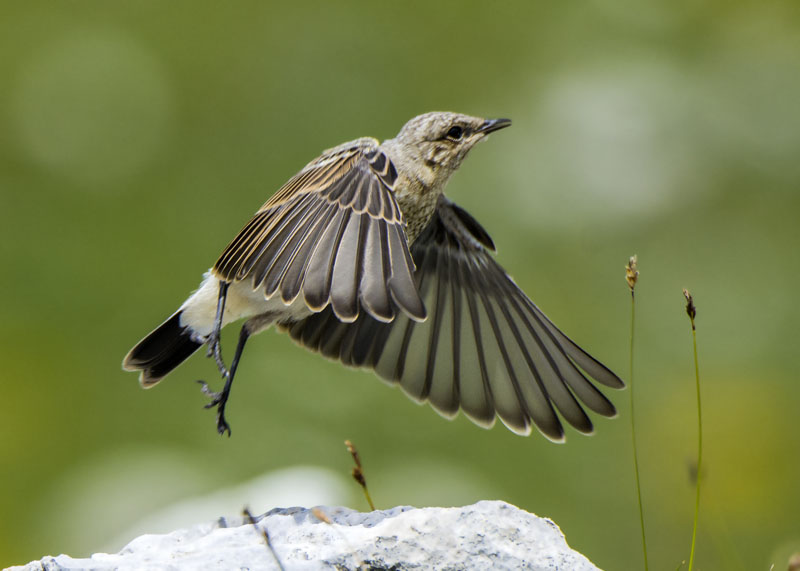 Giovani culbianchi (Oenanthe oenanthe)